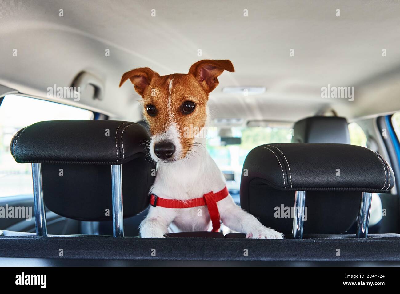 Jack Russell terrier dog looking out of car seat. Trip with a dog Stock