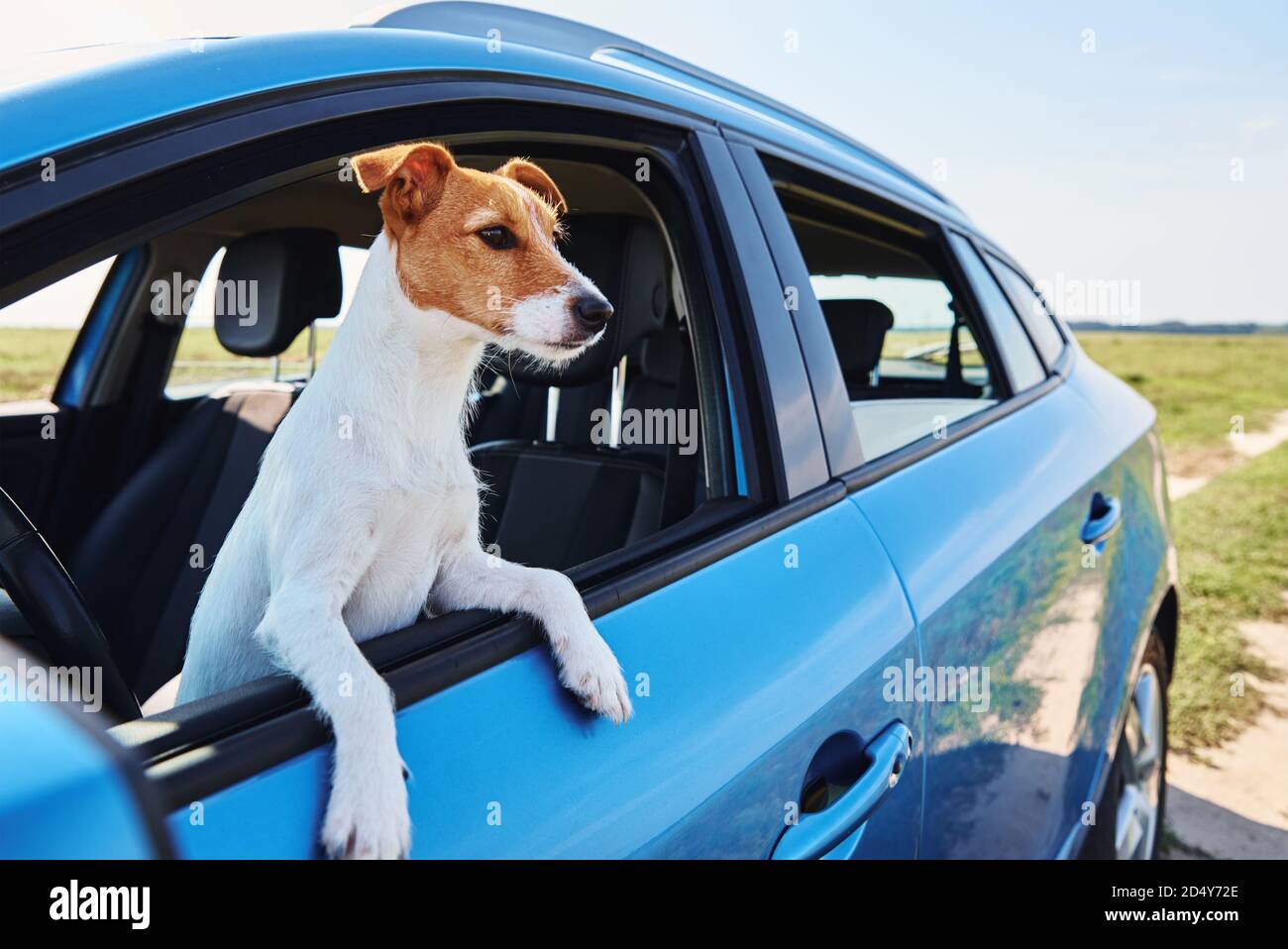 Where Should A Dog Sit In The Car