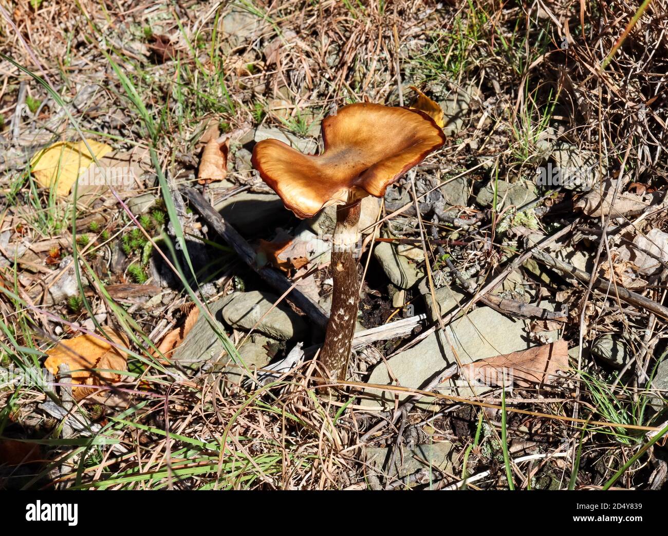 A large, unidentified mushroom with a brown, broken cap growing in the forest of Eastern Pennsylvania. Stock Photo