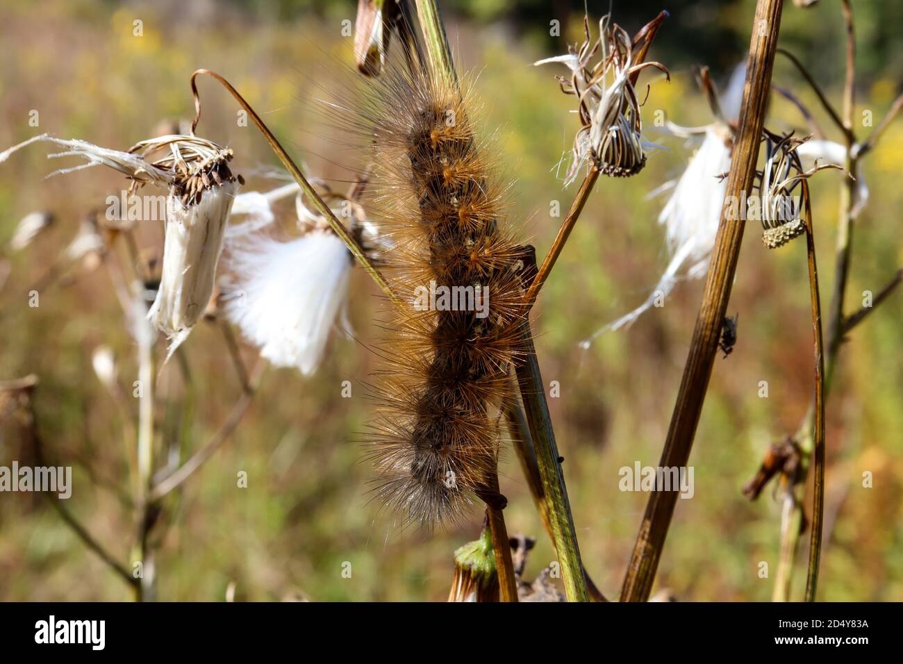 Yellow wooly bear Virginia tiger moth caterpillar (Spilosoma virginica), of the family Arctiidae, photographed in Eastern Pennsylvania. Stock Photo