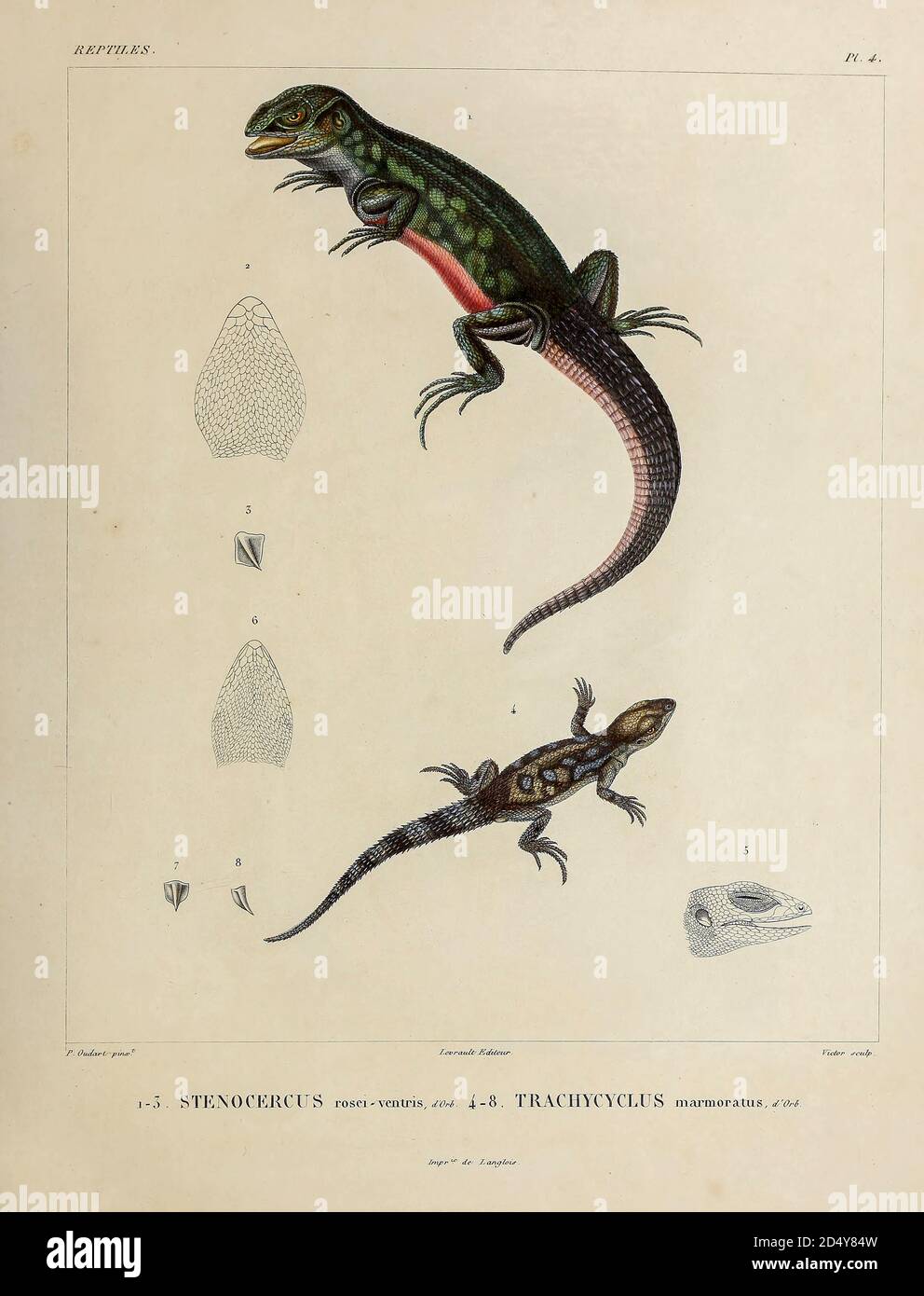 Stenocercus [Here as Stenocercus rosei-ventris] is a genus of South American lizards, commonly called whorltail iguanas, (Top) and Stenocercus marmoratus [Here as Trachycyclus marmoratus] hand coloured sketch From the book 'Voyage dans l'Amérique Méridionale' [Journey to South America: (Brazil, the eastern republic of Uruguay, the Argentine Republic, Patagonia, the republic of Chile, the republic of Bolivia, the republic of Peru), executed during the years 1826 - 1833] Volume 5 Part 1 By: Orbigny, Alcide Dessalines d', d'Orbigny, 1802-1857; Montagne, Jean François Camille, 1784-1866; Martius, Stock Photo