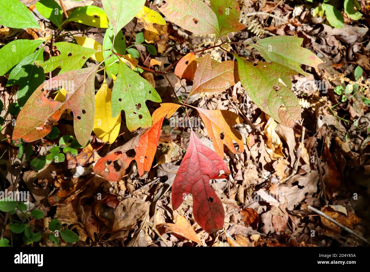 The one, two, and three lobed leaves of the Sassafras tree (Sassafras albidum) can turn varying shades of yellow, orange, and red. Stock Photo