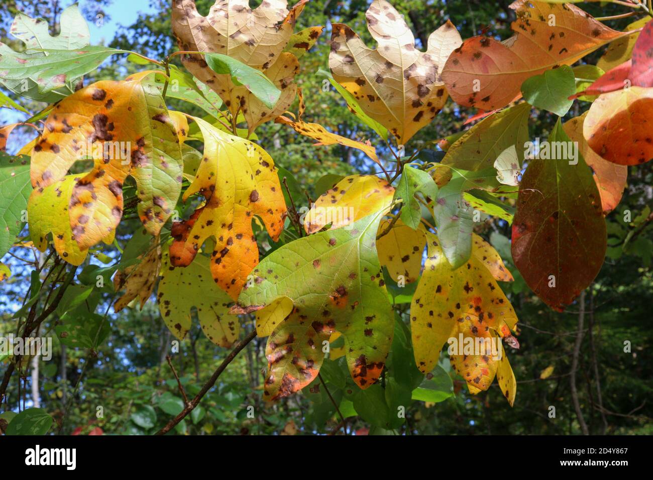 The one, two, and three lobed leaves of the Sassafras tree (Sassafras albidum) can turn varying shades of yellow, orange, and red. Stock Photo