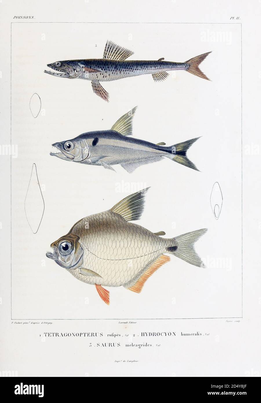 Species of South American fish. hand coloured sketch From the book 'Voyage dans l'Amérique Méridionale' [Journey to South America: (Brazil, the eastern republic of Uruguay, the Argentine Republic, Patagonia, the republic of Chile, the republic of Bolivia, the republic of Peru), executed during the years 1826 - 1833] Volume 5 Part 1 By: Orbigny, Alcide Dessalines d', d'Orbigny, 1802-1857; Montagne, Jean François Camille, 1784-1866; Martius, Karl Friedrich Philipp von, 1794-1868 Published Paris :Chez Pitois-Levrault. Publishes in Paris in 1847 Stock Photo