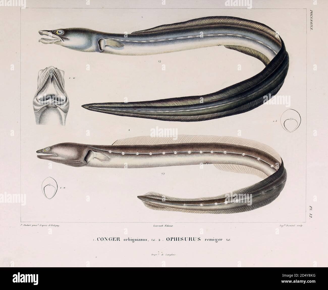 Argentine conger (Conger orbignianus) is a conger of the family Congridae. (Top) and Punctuated snake-eel (Ophichthus remiger, also known as the Common snake eel hand coloured sketch From the book 'Voyage dans l'Amérique Méridionale' [Journey to South America: (Brazil, the eastern republic of Uruguay, the Argentine Republic, Patagonia, the republic of Chile, the republic of Bolivia, the republic of Peru), executed during the years 1826 - 1833] Volume 5 Part 1 By: Orbigny, Alcide Dessalines d', d'Orbigny, 1802-1857; Montagne, Jean François Camille, 1784-1866; Martius, Karl Friedrich Philipp vo Stock Photo