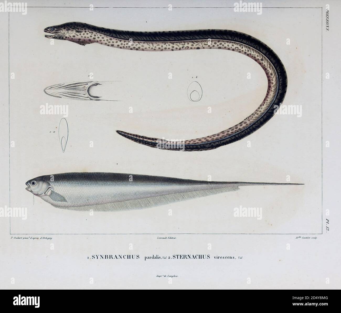 Glass eel american eel hires stock photography and images Alamy