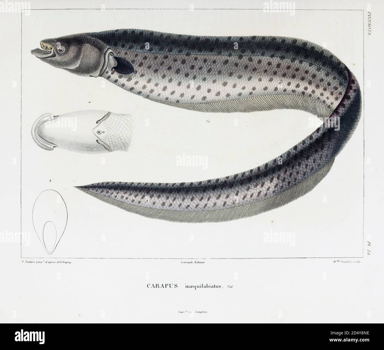 Carapus inaequilabiatus electric fish hand coloured sketch From the book 'Voyage dans l'Amérique Méridionale' [Journey to South America: (Brazil, the eastern republic of Uruguay, the Argentine Republic, Patagonia, the republic of Chile, the republic of Bolivia, the republic of Peru), executed during the years 1826 - 1833] Volume 5 Part 1 By: Orbigny, Alcide Dessalines d', d'Orbigny, 1802-1857; Montagne, Jean François Camille, 1784-1866; Martius, Karl Friedrich Philipp von, 1794-1868 Published Paris :Chez Pitois-Levrault. Publishes in Paris in 1847 Stock Photo