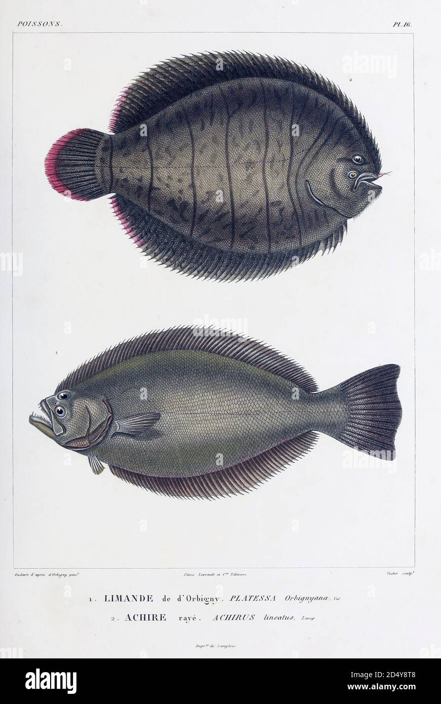 Common dab limanda limanda hires stock photography and images Alamy