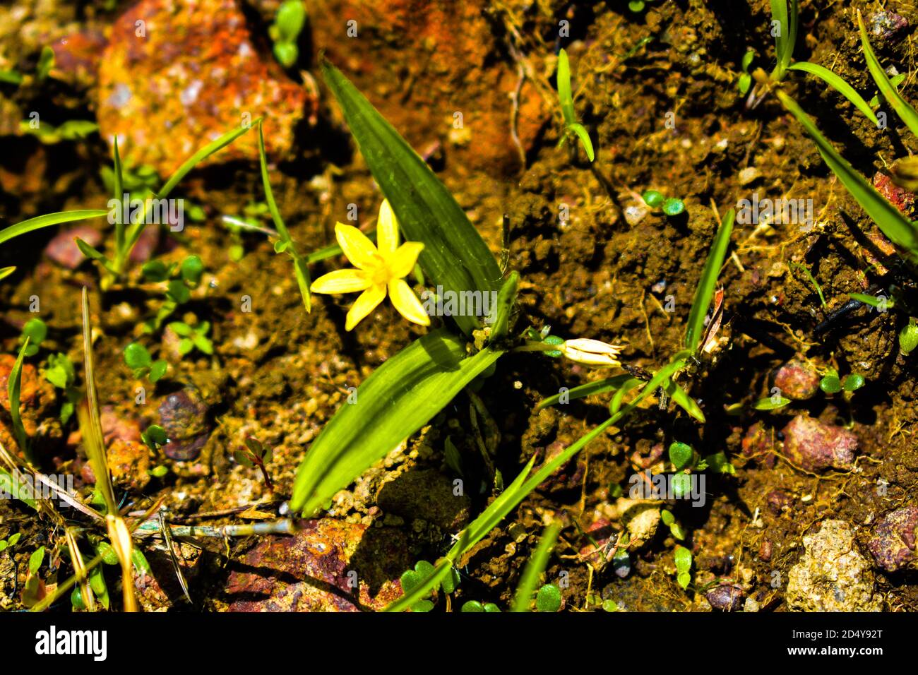 Water star grass yellow colored flowers grown near the lake.grass leaf mud plantain Stock Photo