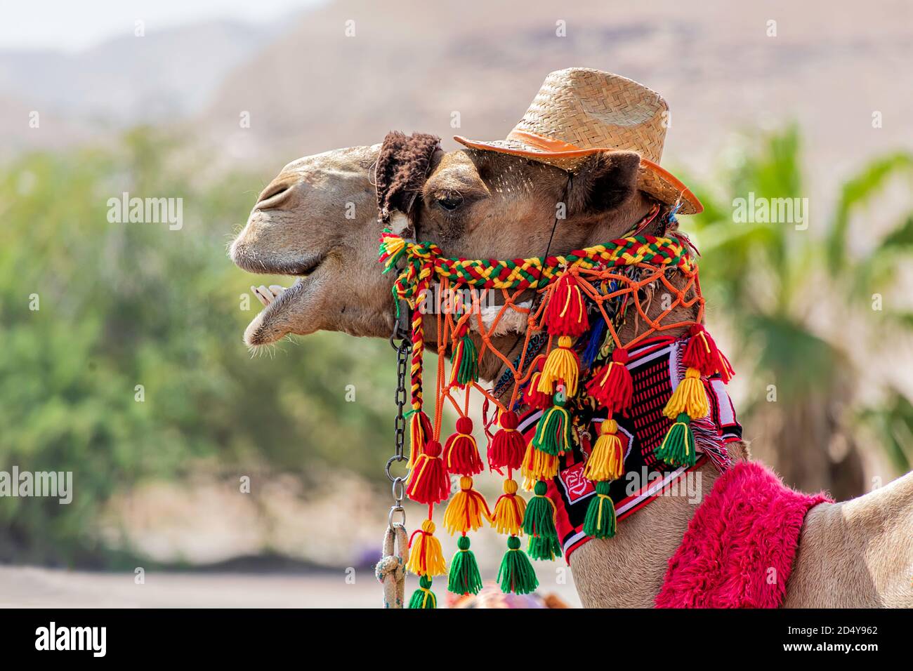 Camel head in festive harness close up on blurred background Stock Photo