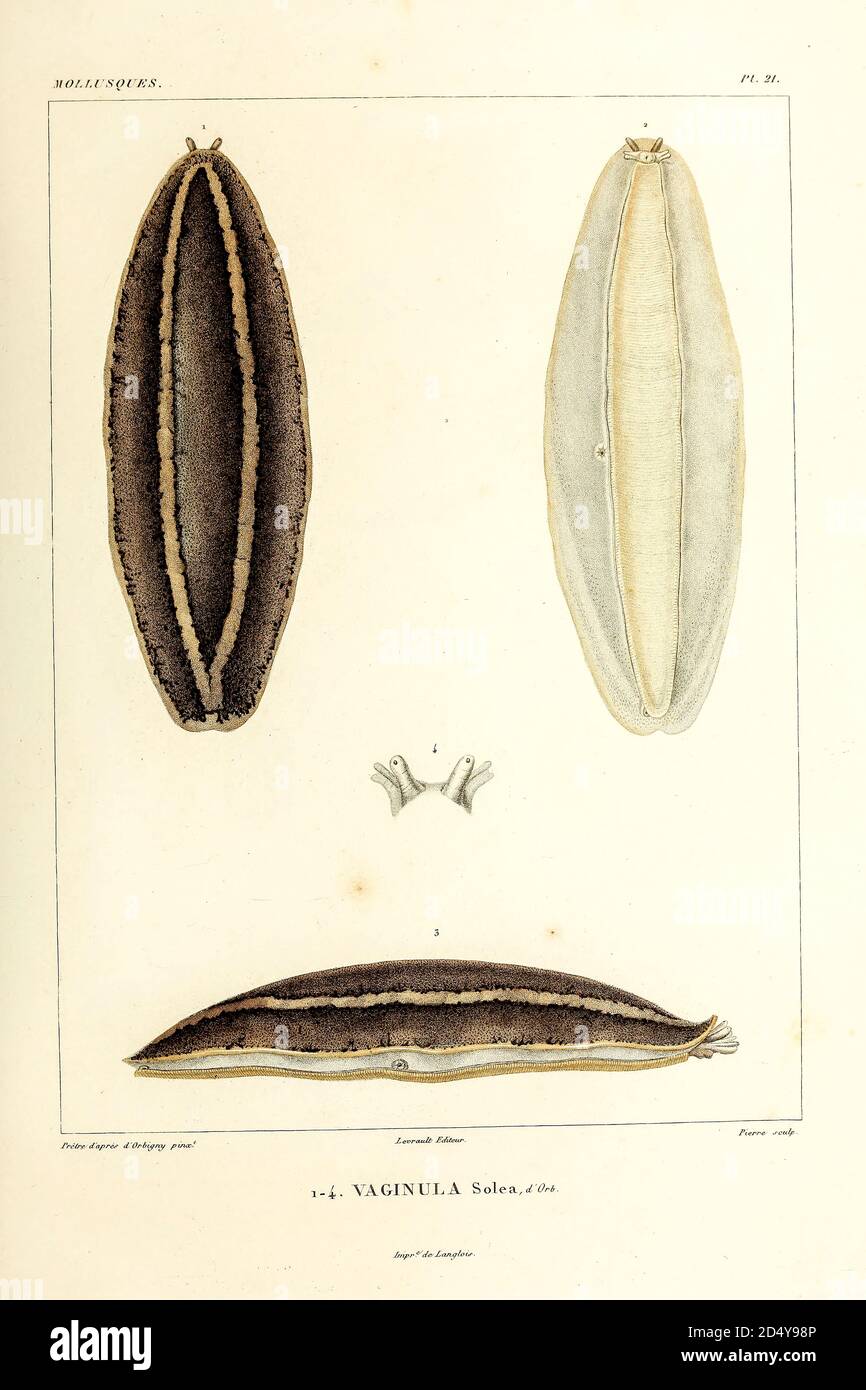 Vaginula (land slug) [Here as Vaginula solea] Mollusks from the book 'Voyage dans l'Amérique Méridionale' [Journey to South America: (Brazil, the eastern republic of Uruguay, the Argentine Republic, Patagonia, the republic of Chile, the republic of Bolivia, the republic of Peru), executed during the years 1826 - 1833] Volume 5 Part 3 By: Orbigny, Alcide Dessalines d', d'Orbigny, 1802-1857; Montagne, Jean François Camille, 1784-1866; Martius, Karl Friedrich Philipp von, 1794-1868 Published Paris :Chez Pitois-Levrault. Publishes in Paris in 1843 Stock Photo