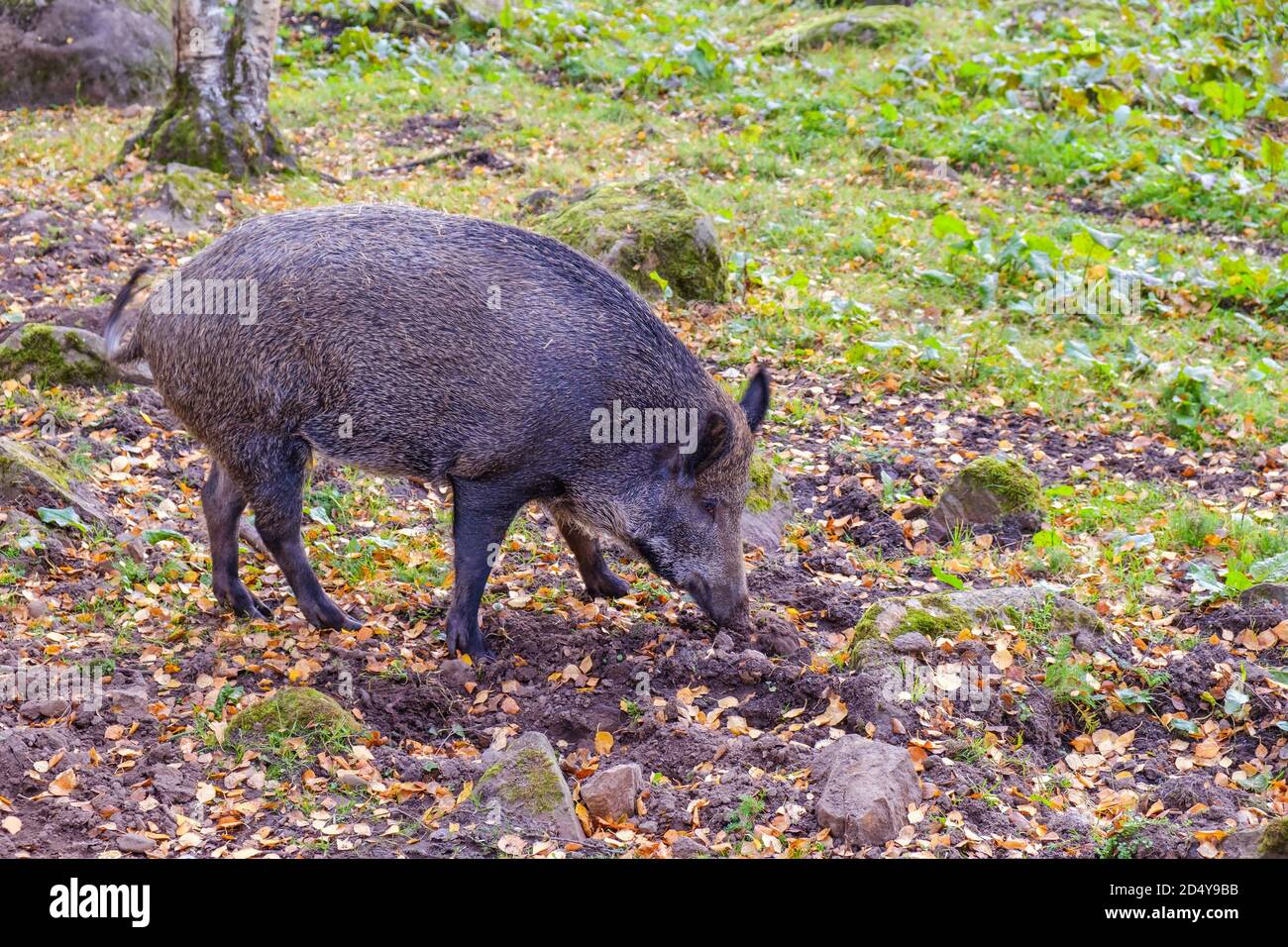 Alone Wild boar grubs in a forest glade Stock Photo
