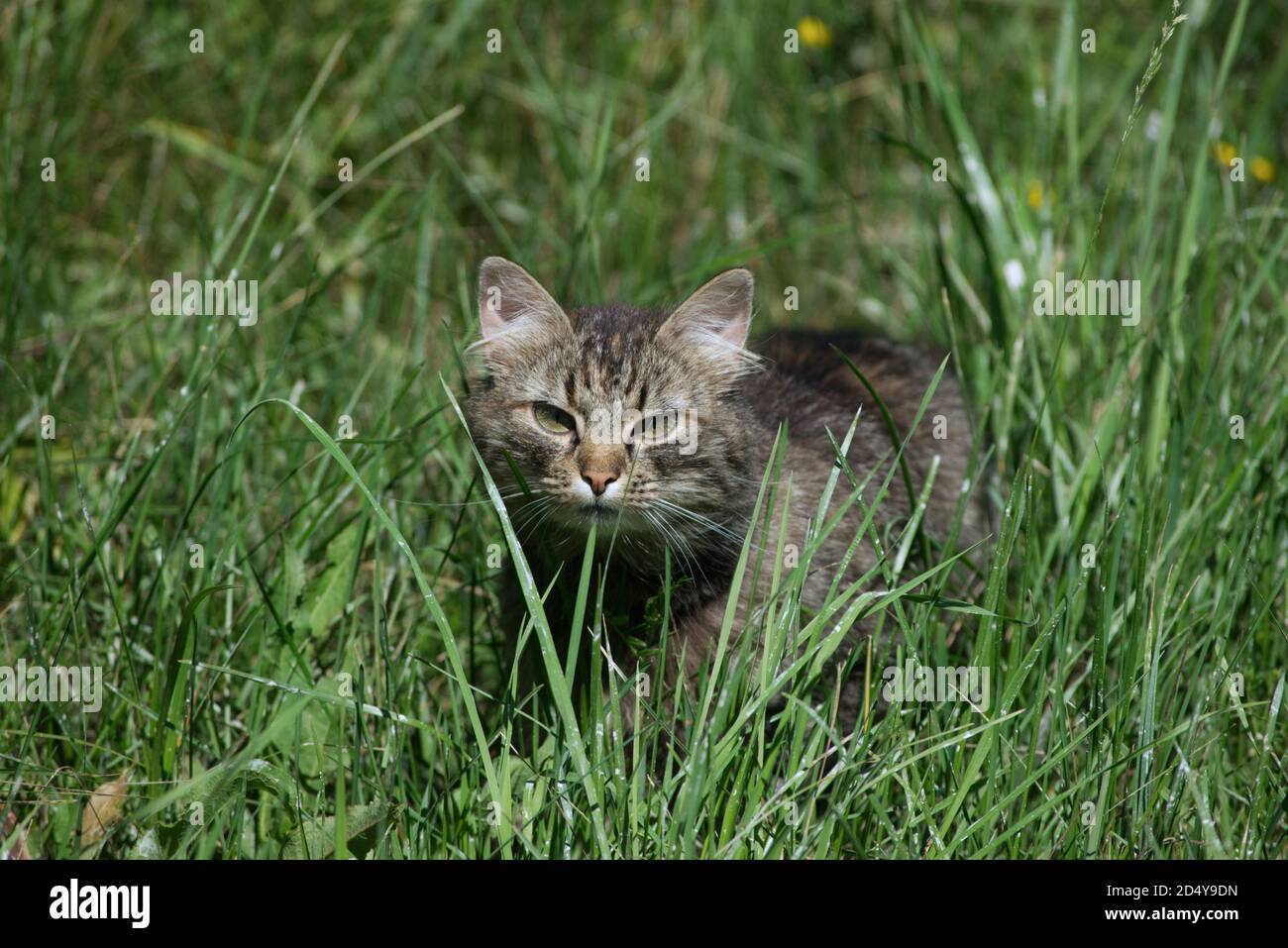 Cat in tall grass hi-res stock photography and images - Alamy