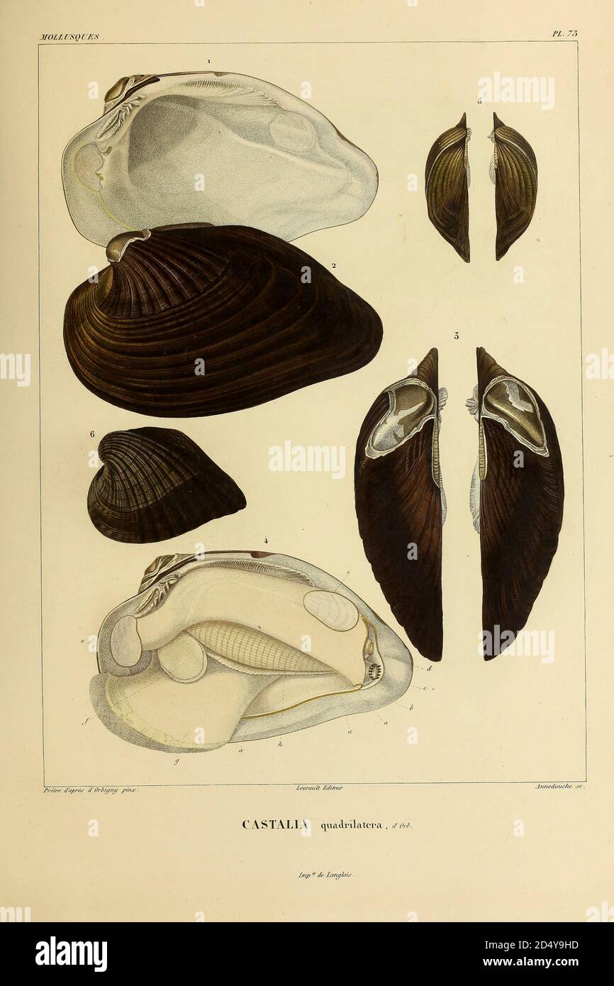 Bivalve Mollusks High Resolution Stock Photography and Images Alamy