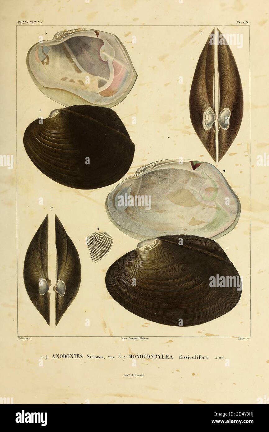Anodonta [Anodontes] and Mycetopodidae [Monocondylae] freshwater mussels Mollusks from the book 'Voyage dans l'Amérique Méridionale' [Journey to South America: (Brazil, the eastern republic of Uruguay, the Argentine Republic, Patagonia, the republic of Chile, the republic of Bolivia, the republic of Peru), executed during the years 1826 - 1833] Volume 5 Part 3 By: Orbigny, Alcide Dessalines d', d'Orbigny, 1802-1857; Montagne, Jean François Camille, 1784-1866; Martius, Karl Friedrich Philipp von, 1794-1868 Published Paris :Chez Pitois-Levrault. Publishes in Paris in 1843 Stock Photo
