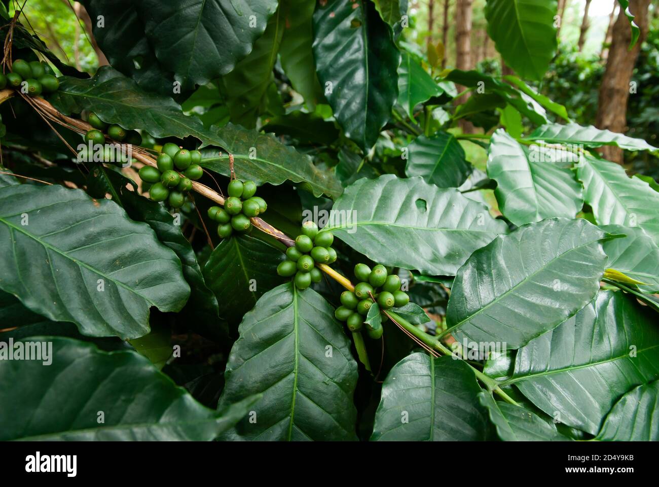 Close of fresh coffee plantation in a pine forestry, organic agriculture. Stock Photo