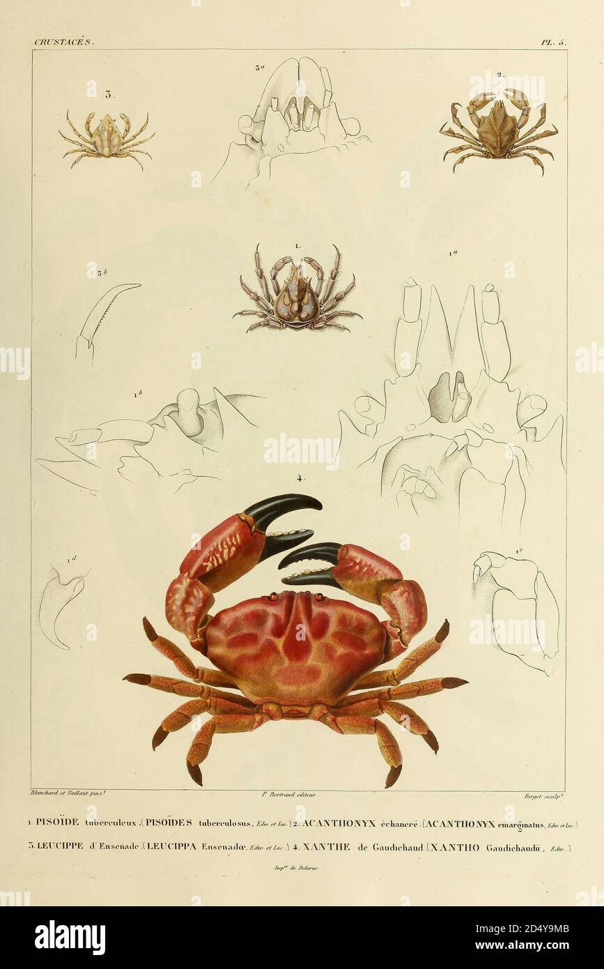 Pisoide, Acanthonyx, Leucippe and Xanthe or Xantho Crustaceans (Crustacea) form a large, diverse arthropod taxon which includes such animals as crabs, lobsters, crayfish, shrimps, prawns, krill, woodlice, and barnacles hand coloured sketch From the book 'Voyage dans l'Amérique Méridionale' [Journey to South America: (Brazil, the eastern republic of Uruguay, the Argentine Republic, Patagonia, the republic of Chile, the republic of Bolivia, the republic of Peru), executed during the years 1826 - 1833] Volume 6 Part 1 (Crustacean). By: Orbigny, Alcide Dessalines d', d'Orbigny, 1802-1857; Montagne Stock Photo