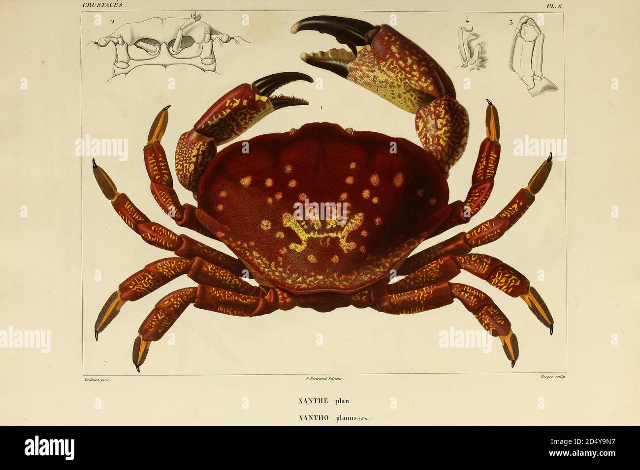 Xanthe or Xantho is a genus of crabs in the family Xanthidae, Crustaceans (Crustacea) form a large, diverse arthropod taxon which includes such animals as crabs, lobsters, crayfish, shrimps, prawns, krill, woodlice, and barnacles hand coloured sketch From the book 'Voyage dans l'Amérique Méridionale' [Journey to South America: (Brazil, the eastern republic of Uruguay, the Argentine Republic, Patagonia, the republic of Chile, the republic of Bolivia, the republic of Peru), executed during the years 1826 - 1833] Volume 6 Part 1 (Crustacean). By: Orbigny, Alcide Dessalines d', d'Orbigny, 1802-185 Stock Photo
