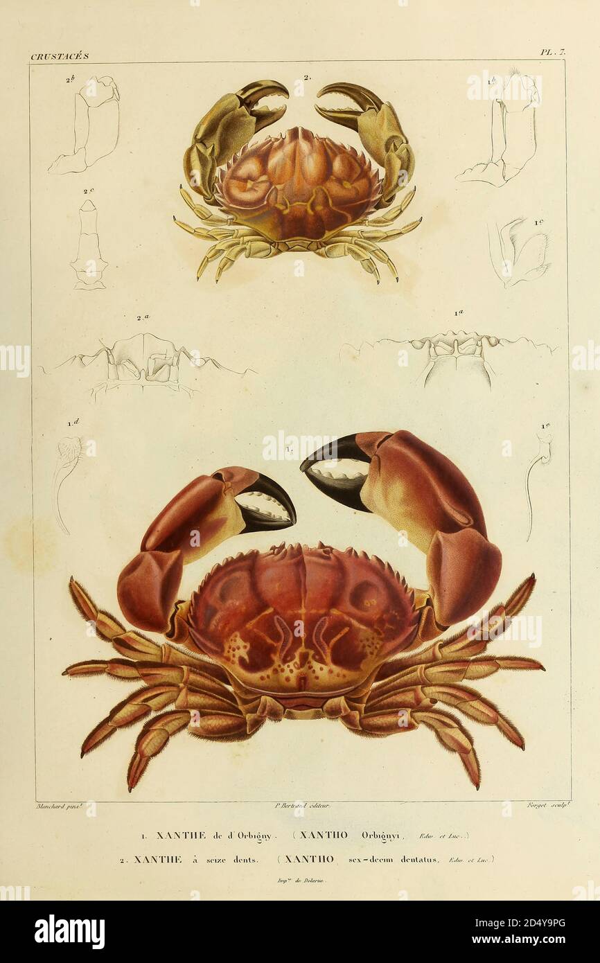 Xanthe or Xantho is a genus of crabs in the family Xanthidae, Crustaceans (Crustacea) form a large, diverse arthropod taxon which includes such animals as crabs, lobsters, crayfish, shrimps, prawns, krill, woodlice, and barnacles hand coloured sketch From the book 'Voyage dans l'Amérique Méridionale' [Journey to South America: (Brazil, the eastern republic of Uruguay, the Argentine Republic, Patagonia, the republic of Chile, the republic of Bolivia, the republic of Peru), executed during the years 1826 - 1833] Volume 6 Part 1 (Crustacean). By: Orbigny, Alcide Dessalines d', d'Orbigny, 1802-185 Stock Photo