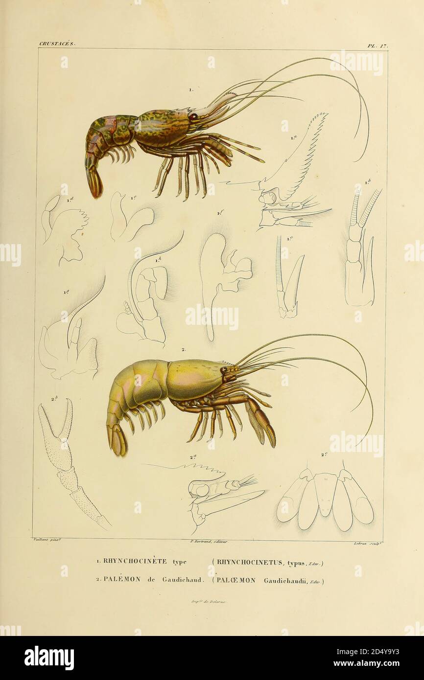 Rhynchocinete [Rhynchocinetus] and Palemon [Paloemon] Crustaceans (Crustacea) form a large, diverse arthropod taxon which includes such animals as crabs, lobsters, crayfish, shrimps, prawns, krill, woodlice, and barnacles hand coloured sketch From the book 'Voyage dans l'Amérique Méridionale' [Journey to South America: (Brazil, the eastern republic of Uruguay, the Argentine Republic, Patagonia, the republic of Chile, the republic of Bolivia, the republic of Peru), executed during the years 1826 - 1833] Volume 6 Part 1 (Crustacean). By: Orbigny, Alcide Dessalines d', d'Orbigny, 1802-1857; Monta Stock Photo