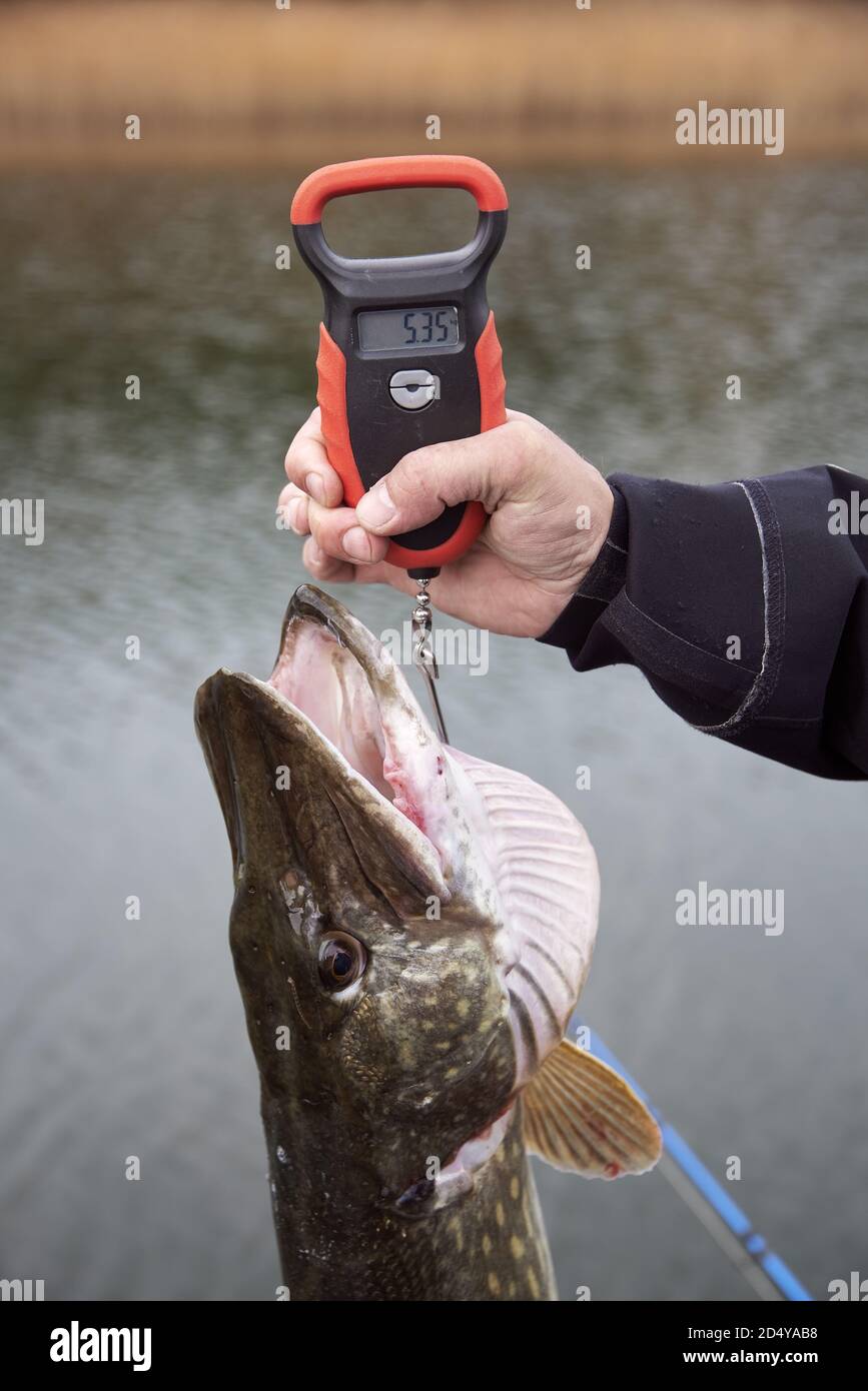Weight of a large size pike measured with a digital fish scale after it has been caught by fisherman on overcast day in the Baltic sea in finland. Pik Stock Photo