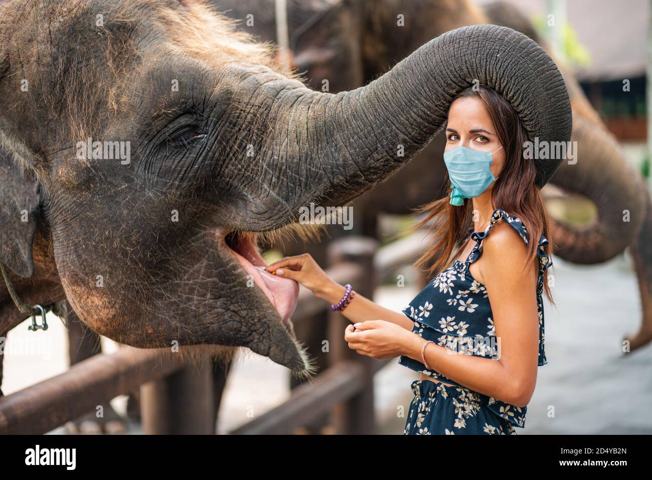 Download Elephant Mask High Resolution Stock Photography And Images Alamy PSD Mockup Templates
