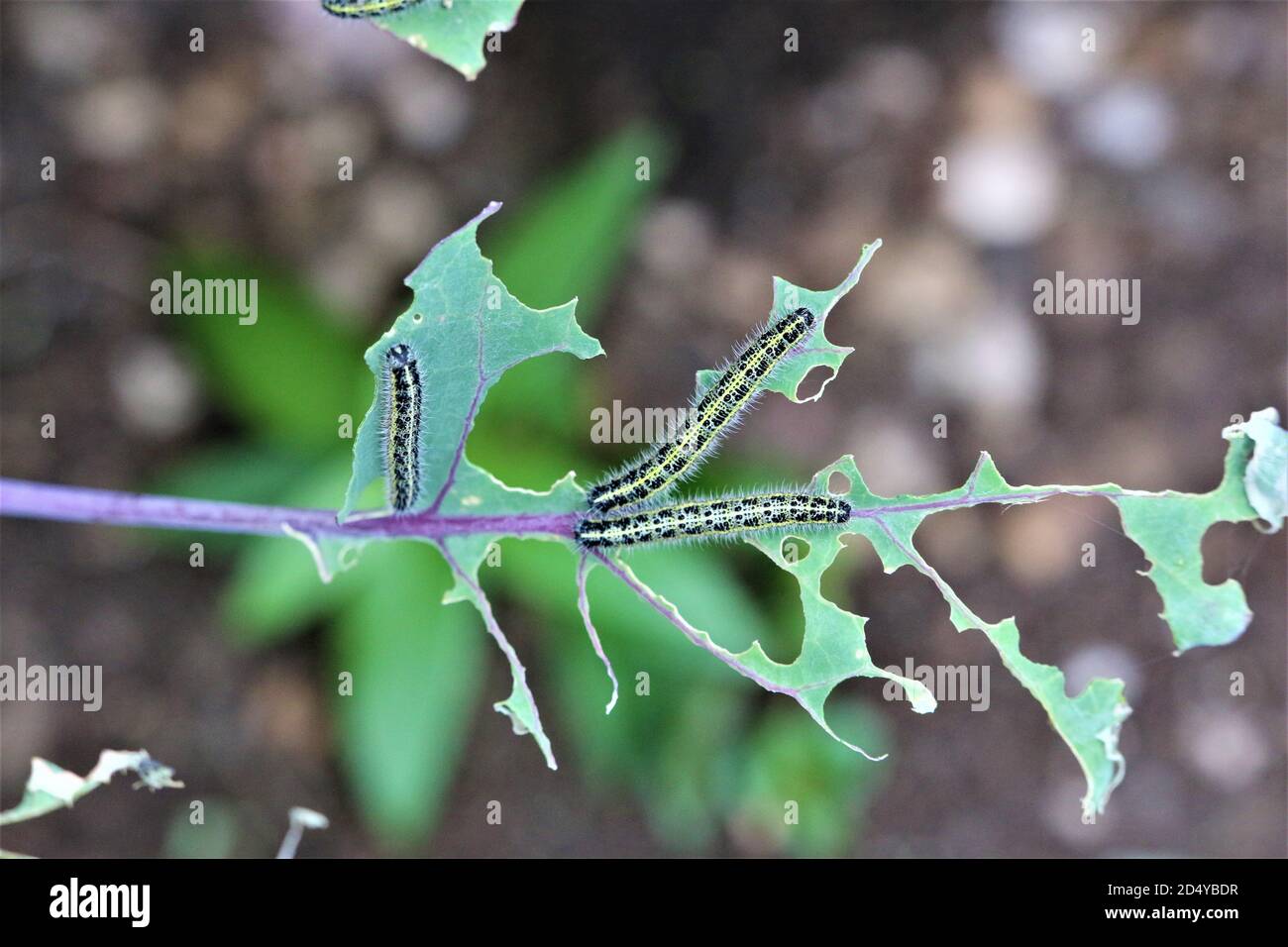 Cabbage caterpillars on a green eaten cabbage leaf Stock Photo - Alamy