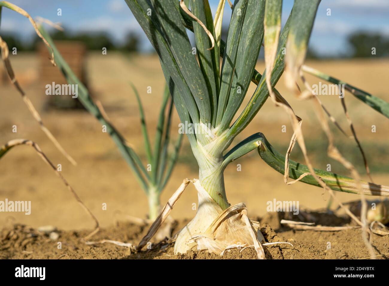 Mature Yellow Onion Field High Resolution Stock Photography and Images ...
