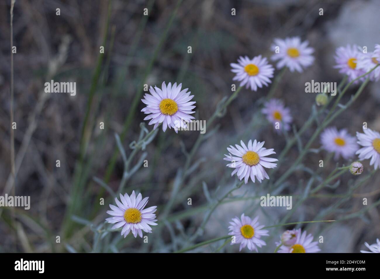 Blooms of yellow and purple, Leafy Fleabane, Erigeron Foliosus, Asteraceae, native perennial, San Bernardino Mountains, Transverse Ranges, Summer. Stock Photo