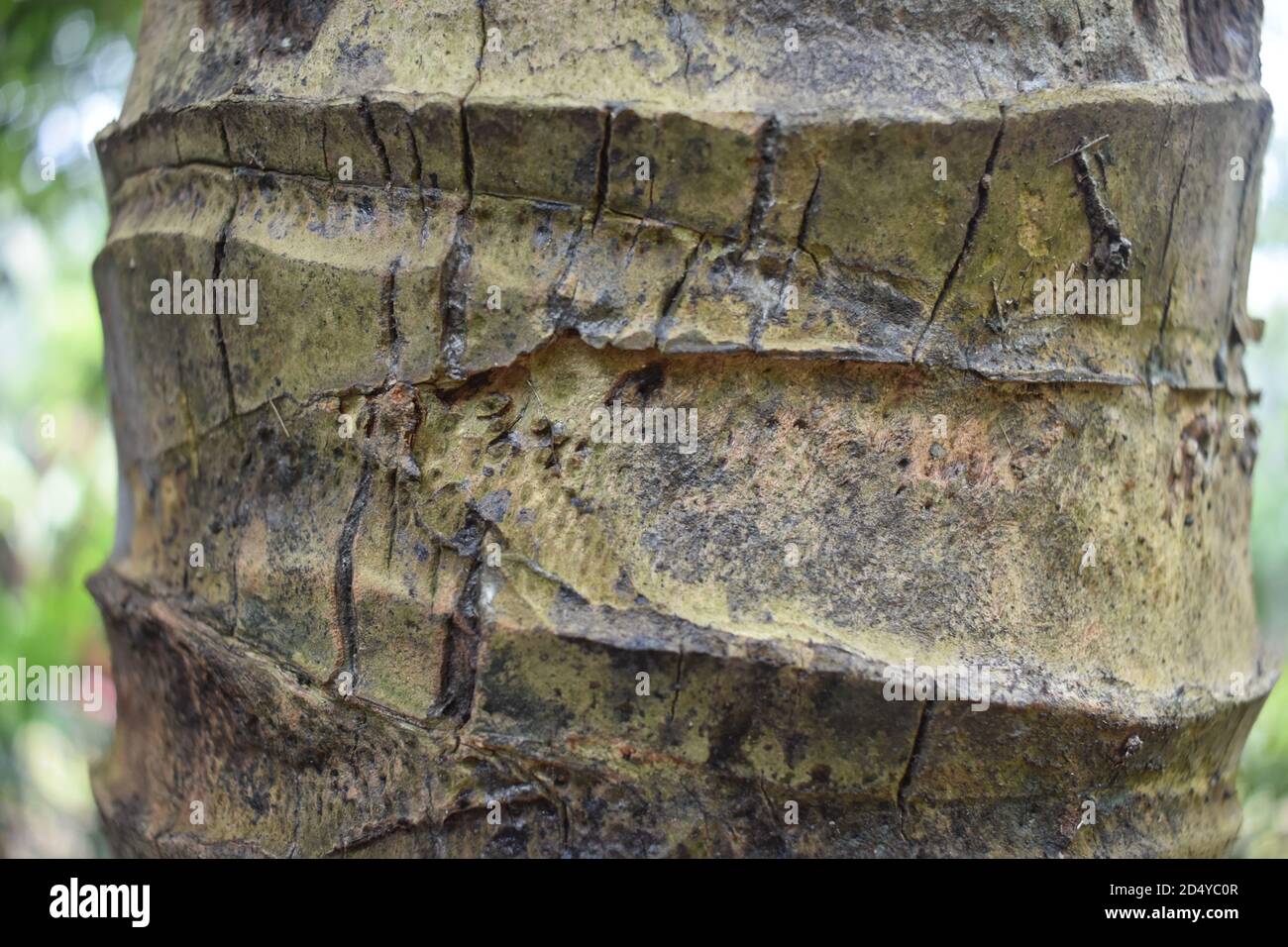 coconut tree trunk close up Stock Photo