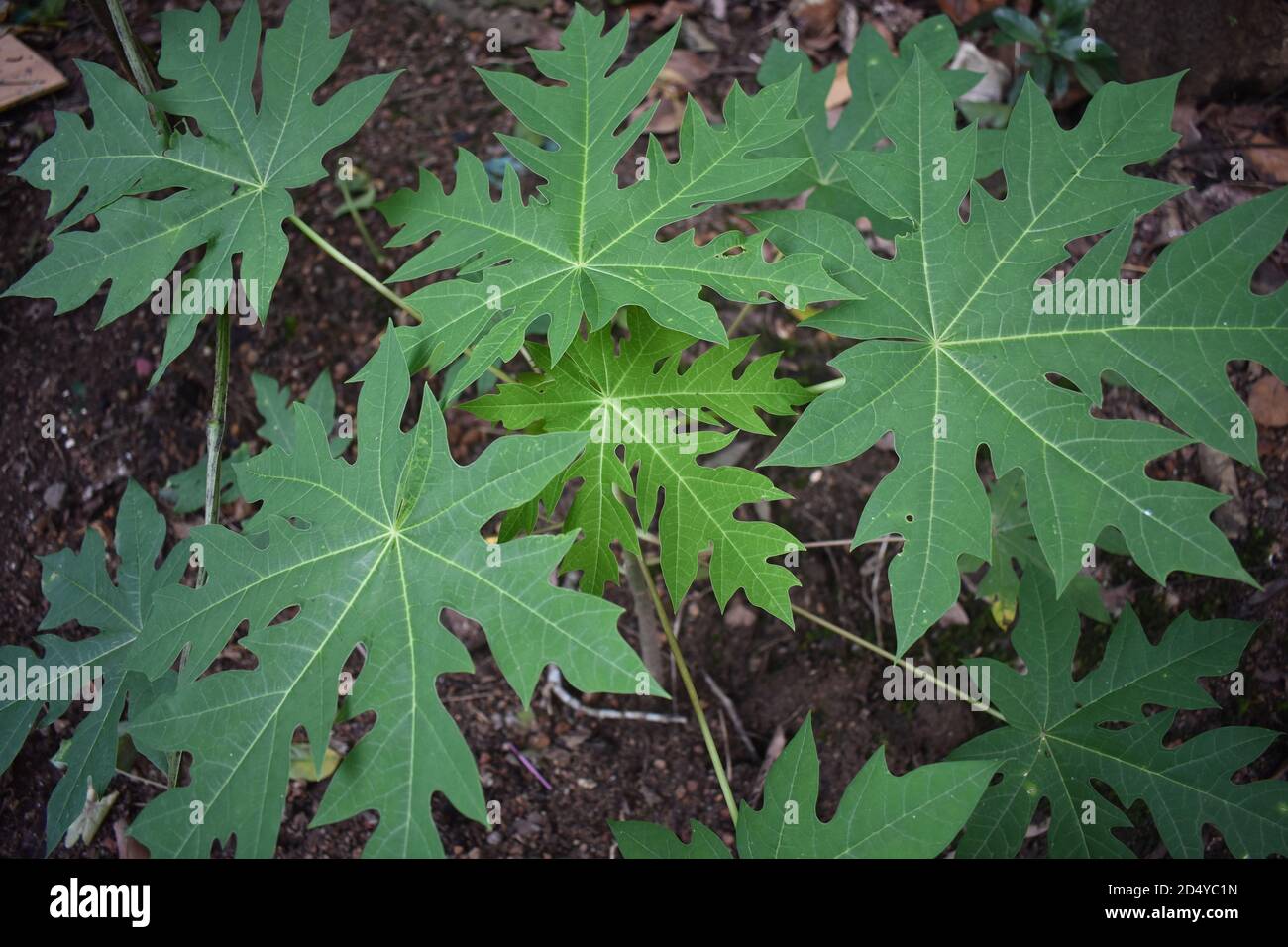 Young papaya leaves hi-res stock photography and images - Alamy