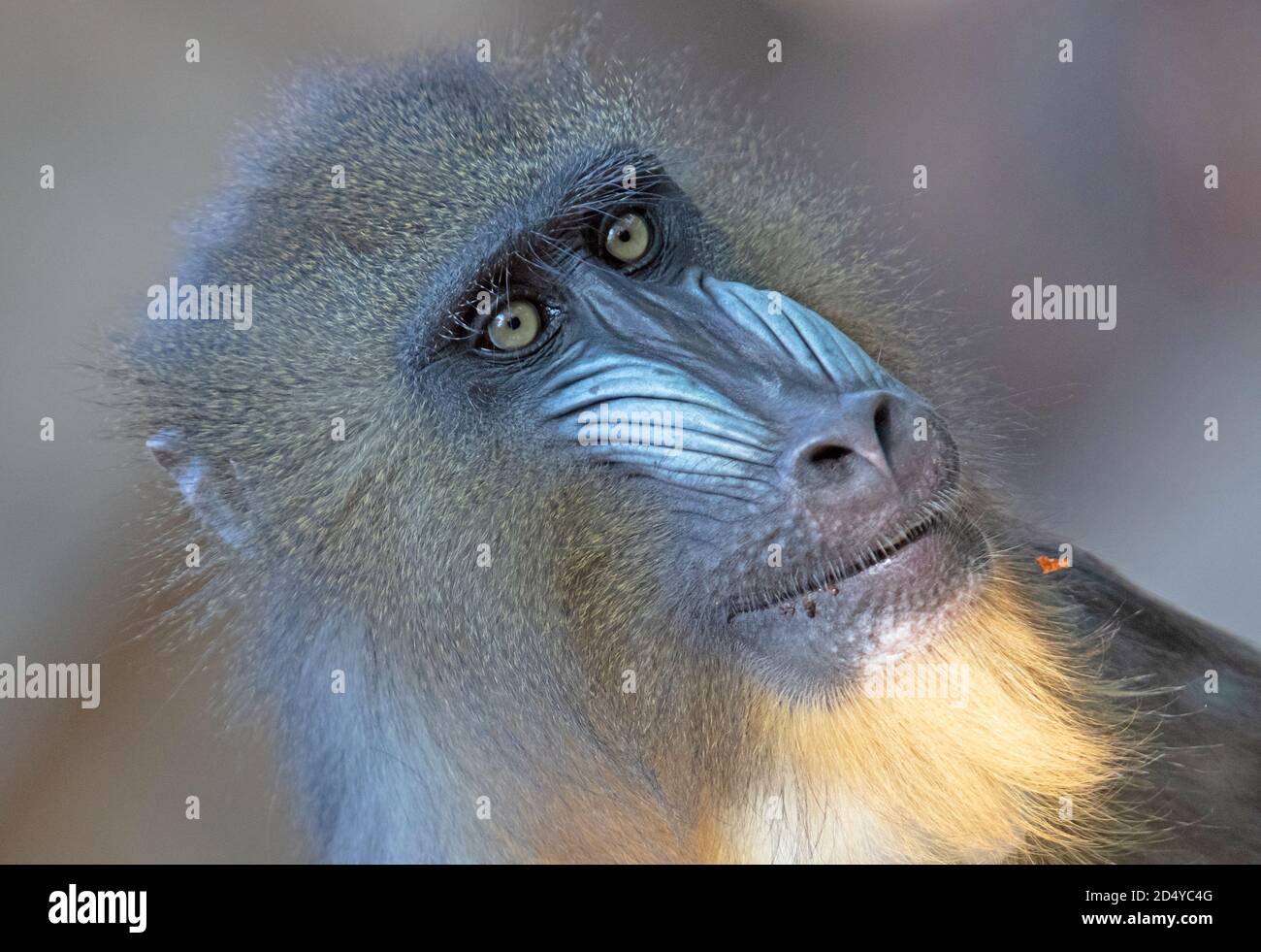 Mandril monkey with colourful snout staring intently, selective focus Stock Photo