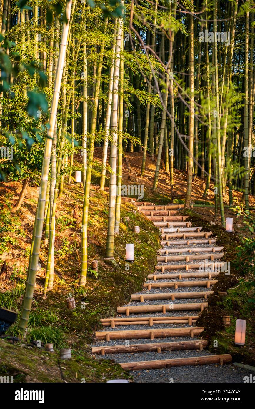 Bamboo grove at Kodaiji temple in Kyoto, Japan Stock Photo Alamy
