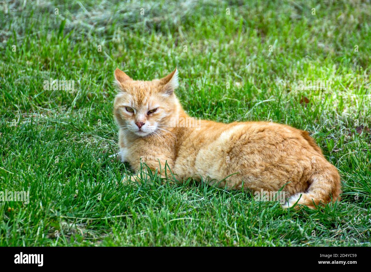 A big beautiful cat is lying and resting in the grass. The cat has an