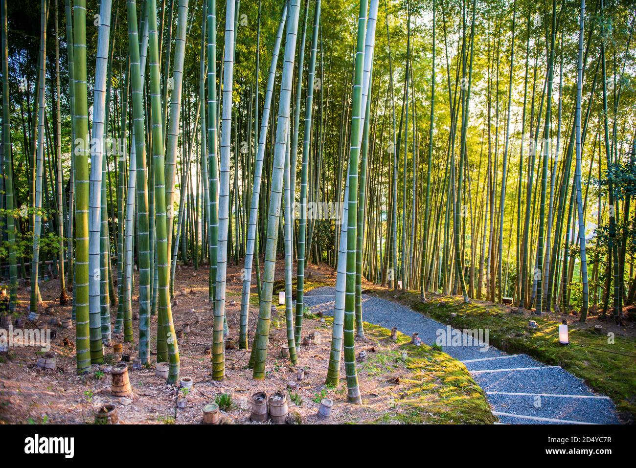 Bamboo grove at Kodaiji temple in Kyoto, Japan Stock Photo Alamy