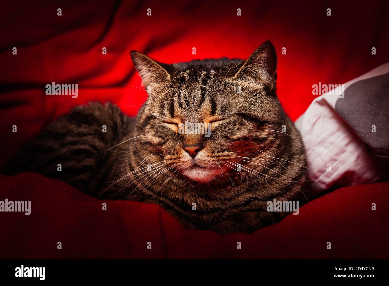 Tabby cat sleeping on red. A sweet tabby cat sleeping on a red cloth