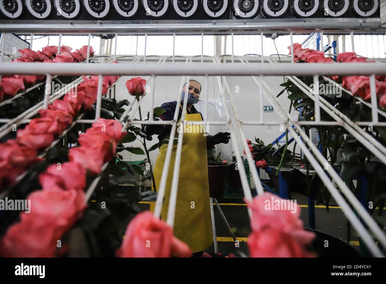 Guasca, Colombia. 7th Oct, 2020. A staff member arranges flowers collected from Wayuu flower farm in Guasca, Colombia, on Oct. 7, 2020. The farm is well-known for its rose industry. Credit: Jhon Paz/Xinhua/Alamy Live News Stock Photo