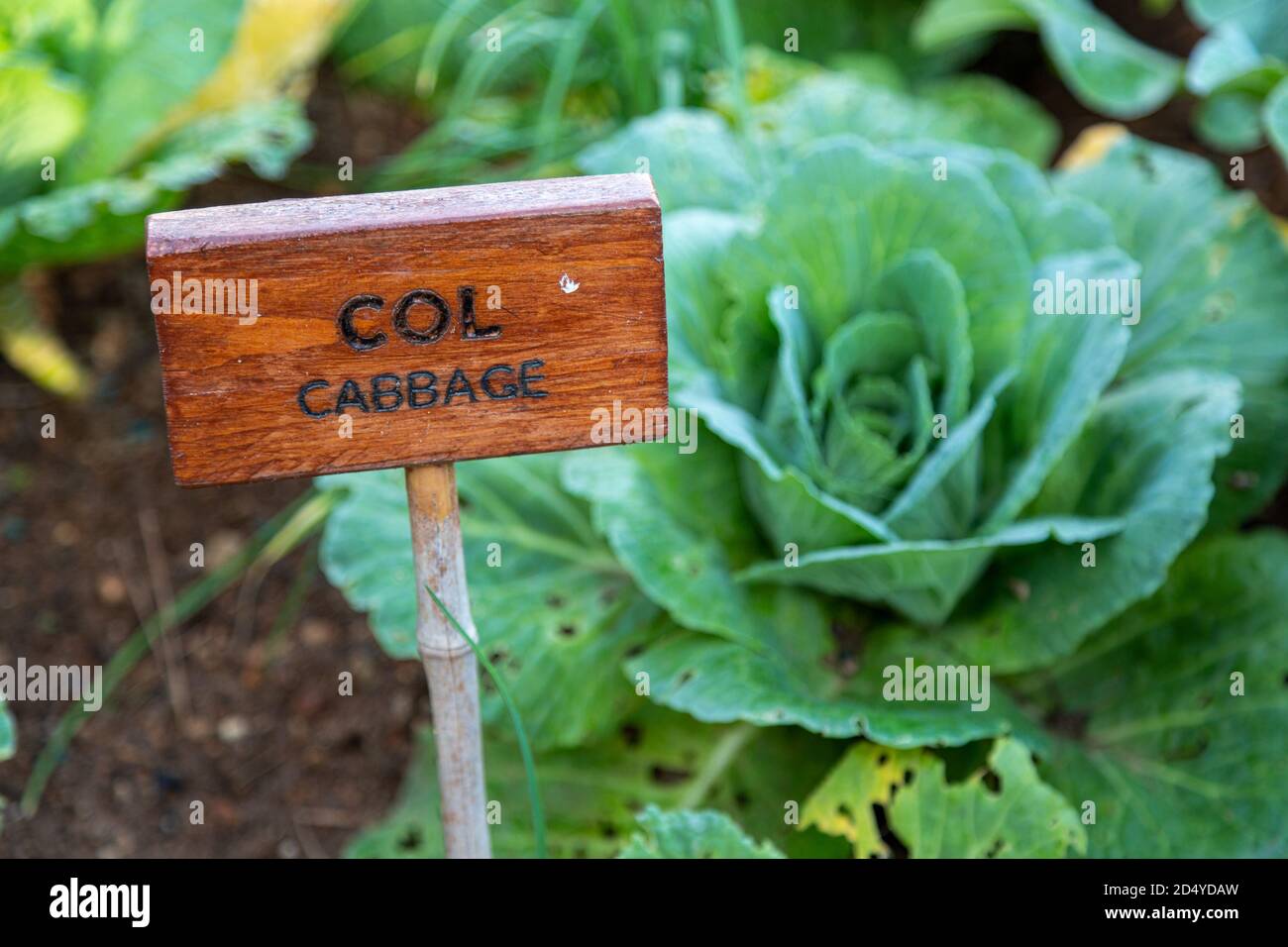 Cabbage growing in the garden. Wooden stake sign with writing Cabbage ...
