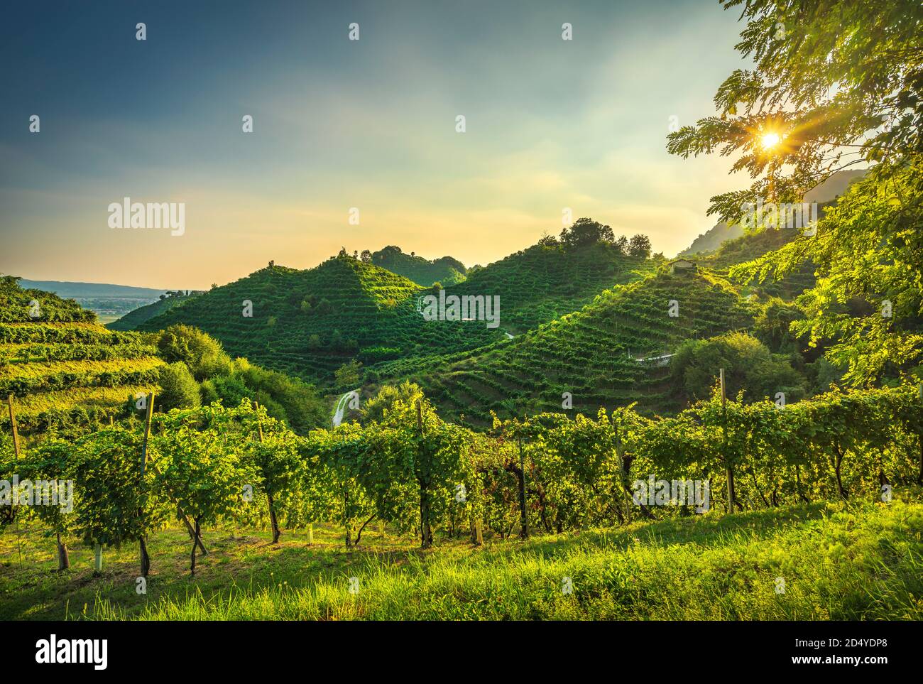 Prosecco Hills, vineyards at sunset. Unesco Site. Farra di Soligo. Veneto, Italy, Europe. Stock Photo