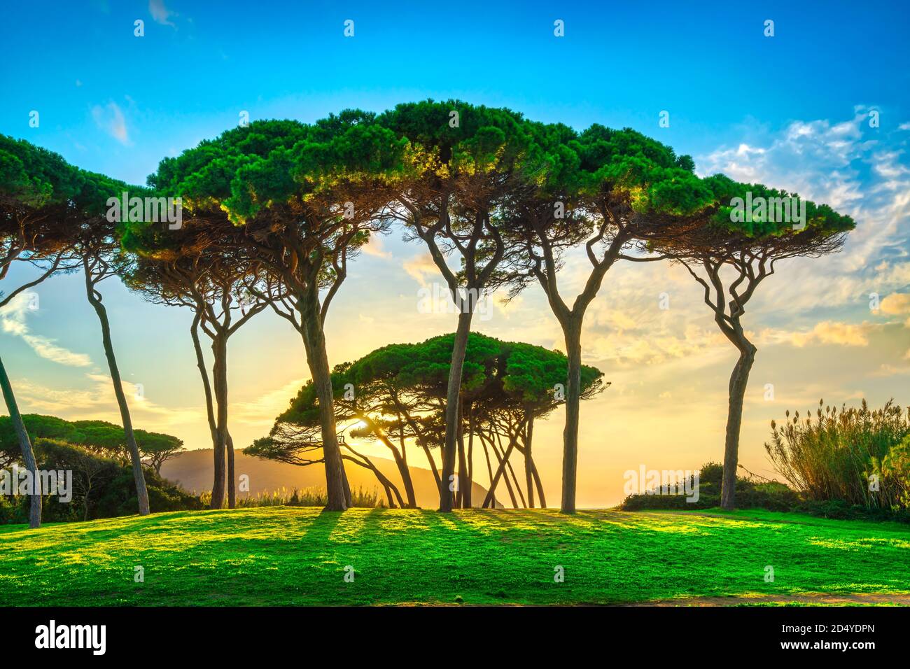 Pine tree group close to sea and beach at sunset. Baratti, Maremma, Piombino, Tuscany, Italy. Stock Photo