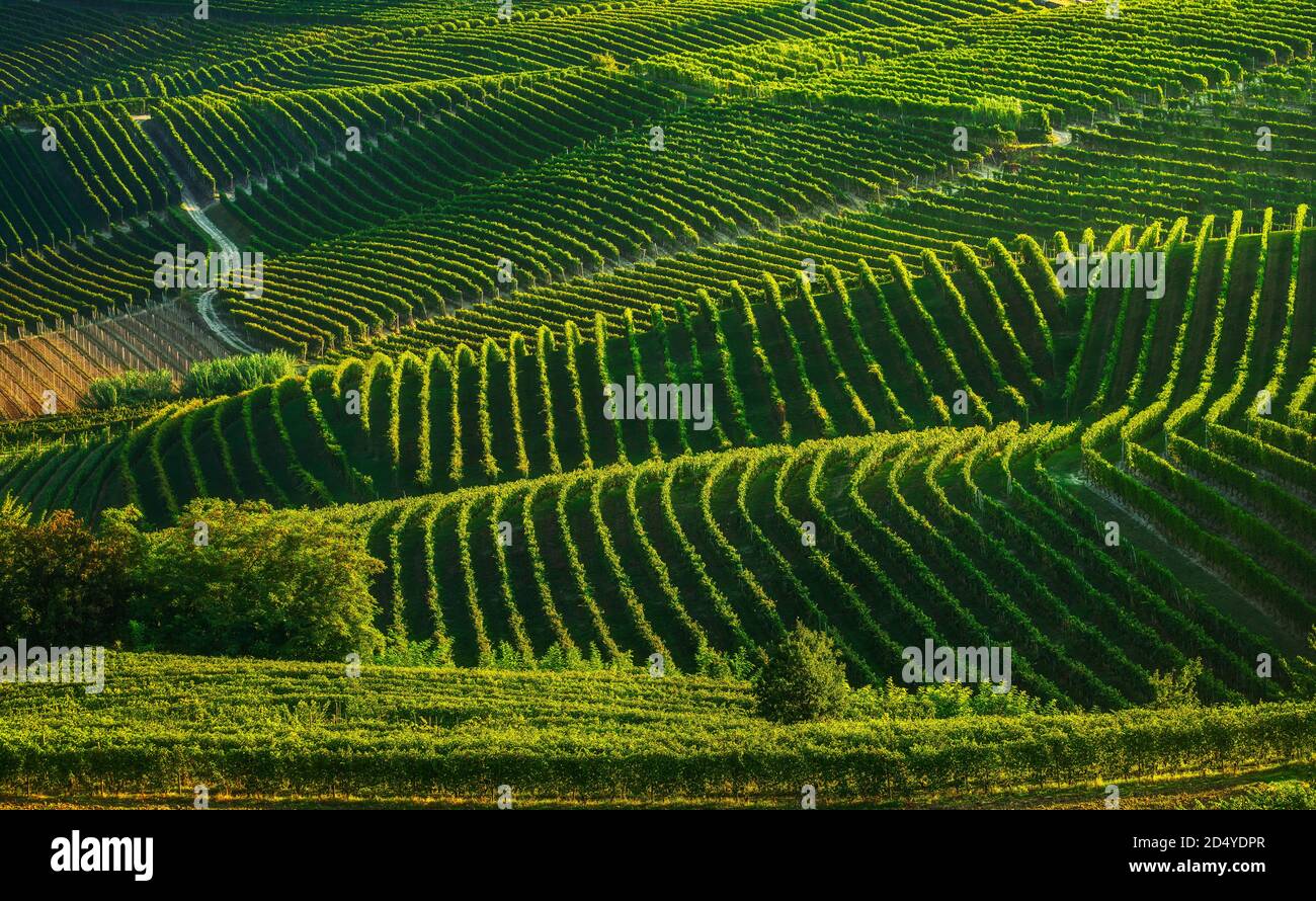 Langhe vineyards sunset abstract panorama, Barbaresco, Unesco Site, Piedmont, Northern Italy, Europe. Stock Photo