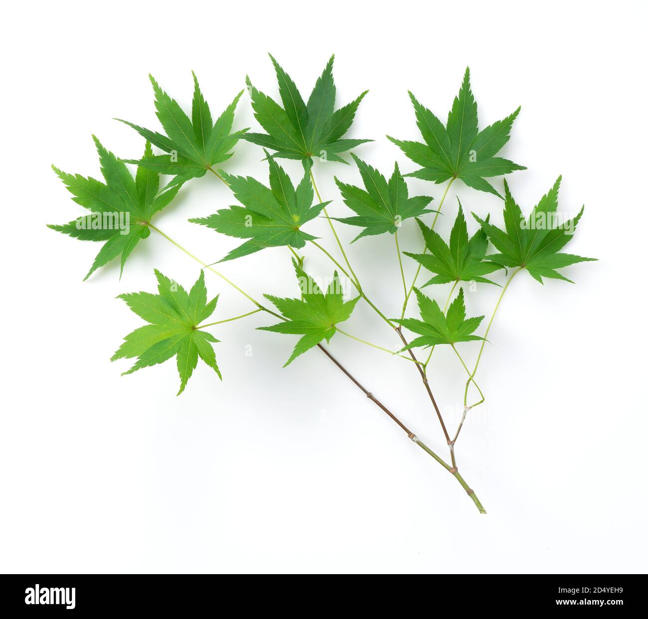 Green maple leaves on a white background Stock Photo - Alamy