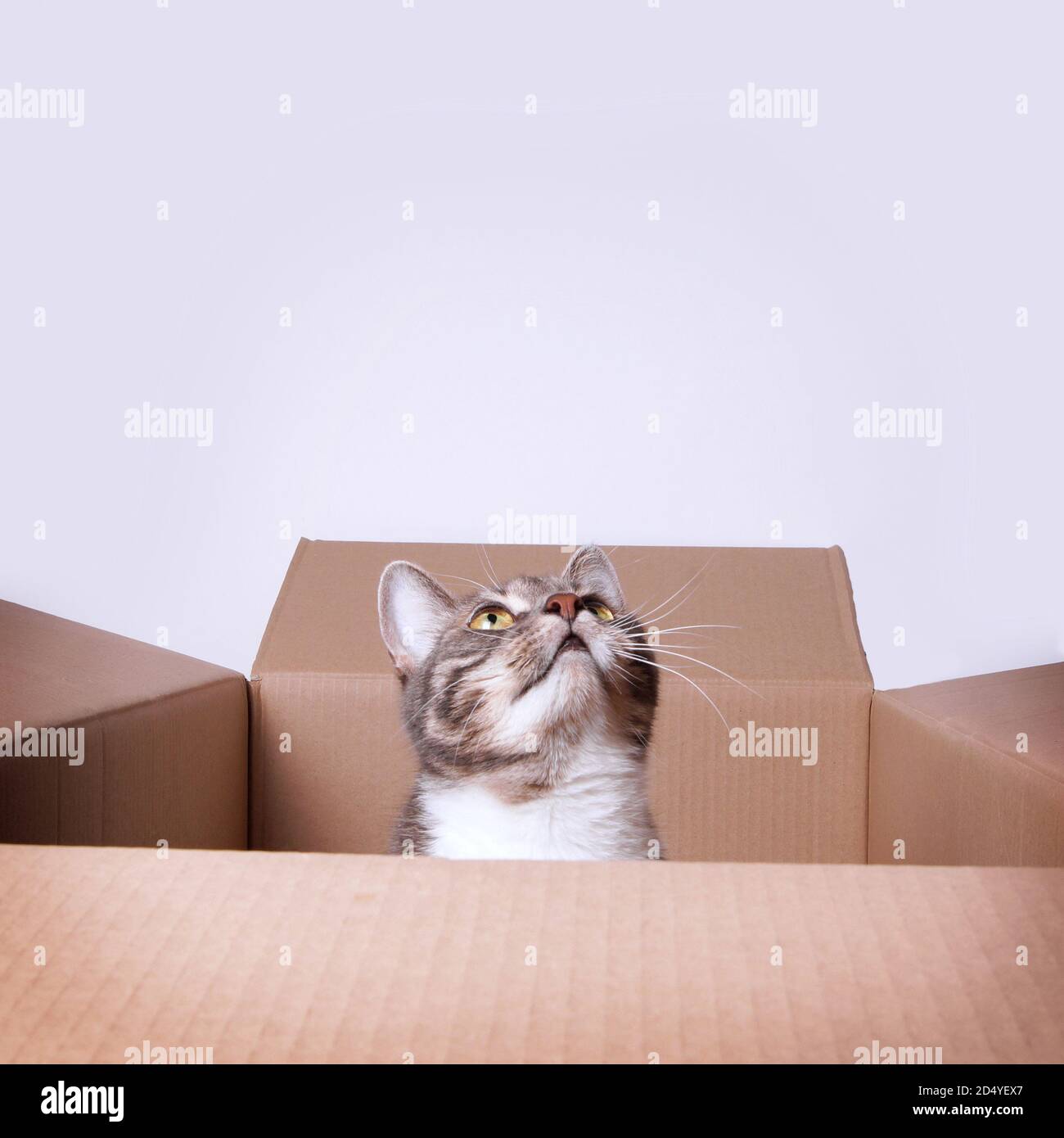 Curious cat in a cardboard box or carton looking up to copy space Stock Photo