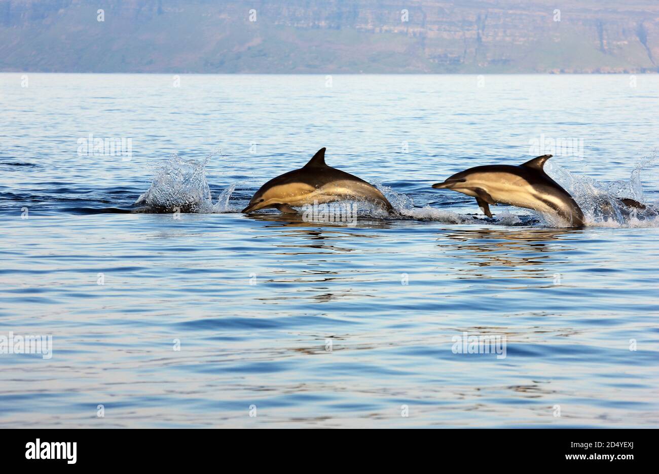 Common Dolphins leaping off the coast of the Isle of Mull Stock Photo