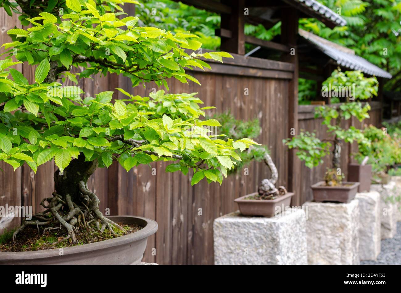 https://c8.alamy.com/comp/2D4YF63/row-of-different-bonsai-trees-standing-on-the-stones-outside-japanese-garden-in-poland-2D4YF63.jpg