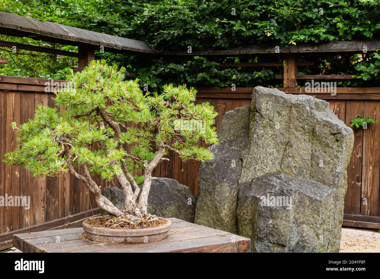 Bonsai pine/juniperus tree near huge stone outside in japanese garden in  Poland Stock Photo - Alamy