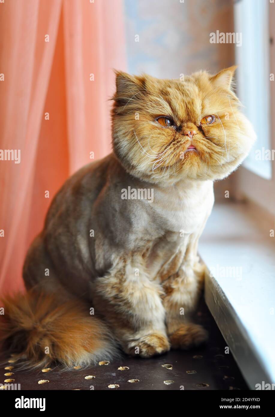 Ginger Cat With Big Ears Hi Res Stock Photography And Images Alamy