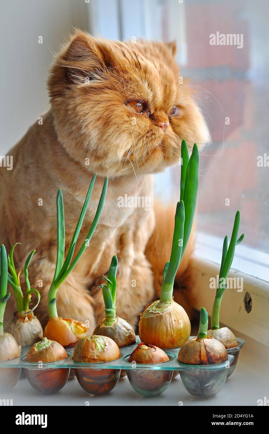 Onions shop and cats