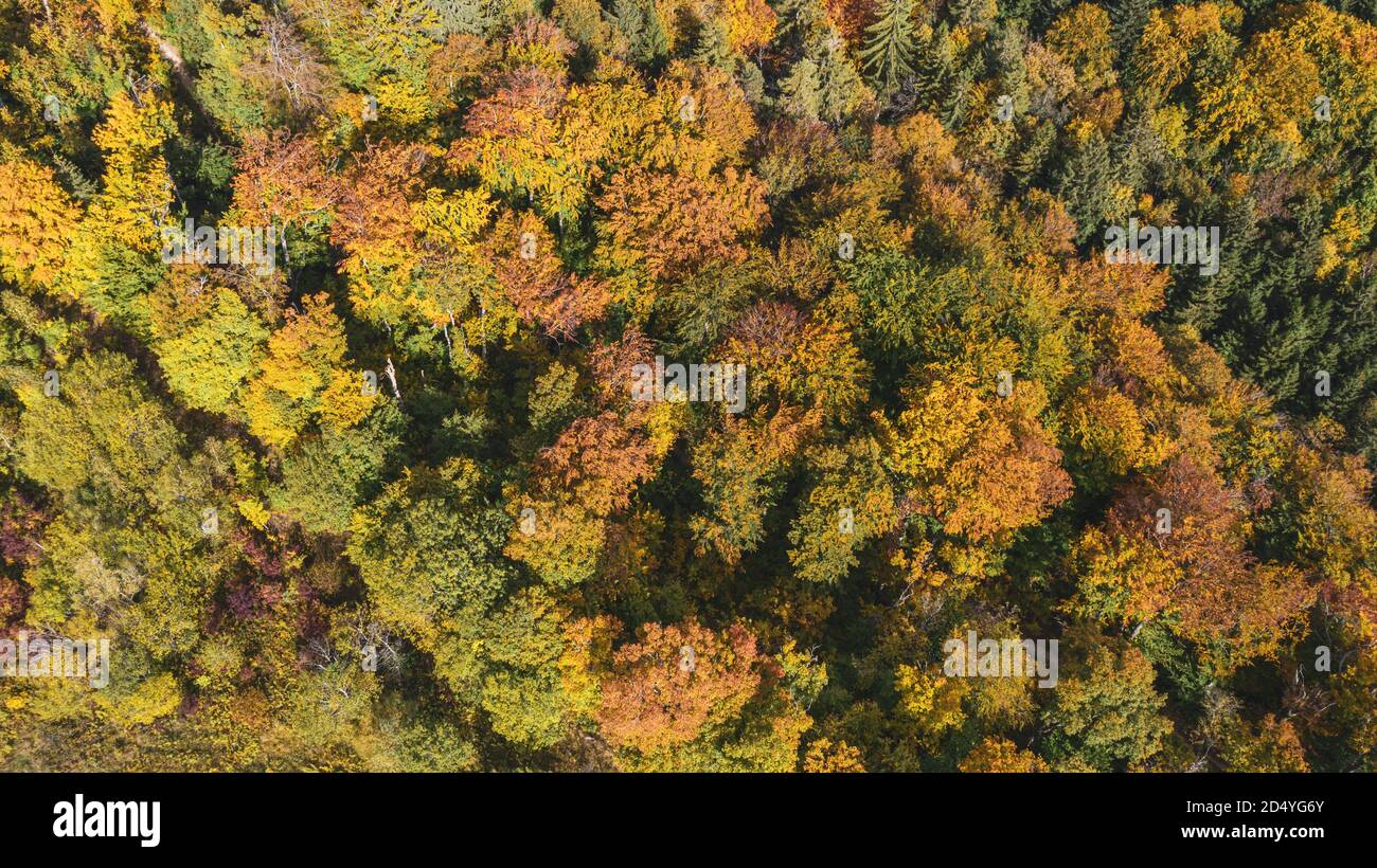 Beautiful aerial photo of lush autumn fall trees with golden orange colors taken in the Swiss alpine mountains. Stock Photo