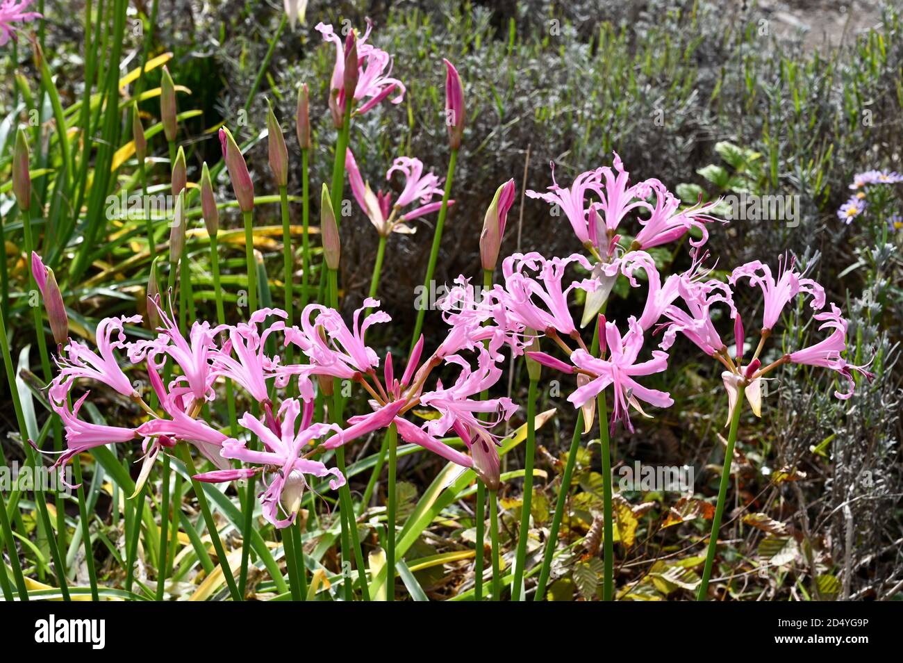 Nerine bowdenii , Bowden lily flowers in bloom, Sidcup, Kent. UK Stock